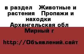  в раздел : Животные и растения » Пропажи и находки . Архангельская обл.,Мирный г.